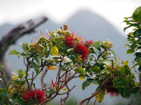 Close-up of Red Ohi'a Flowers in bloom on branch of tree with outline of Diamondhead in the background. 