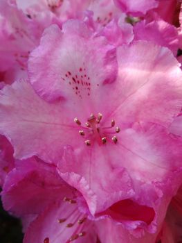 Pink Azalea Flower close-up in bloom.
