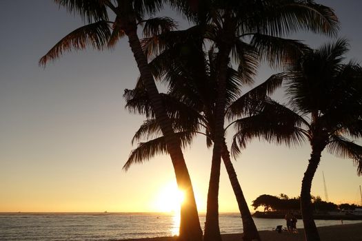 Sunset through coconut trees over the ocean at Ala Moana Beach Park on Oahu, Hawaii.