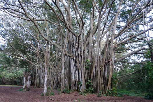 Giant Arbor of old banyan tree on the North Shore of Oahu, Hawaii.     