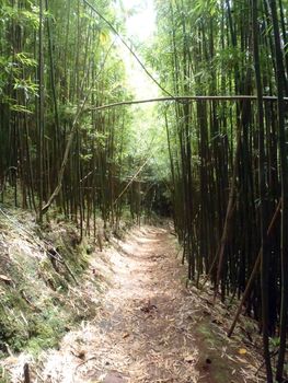 Light shines into Trail in Bamboo Forest on Oahu, Hawaii.