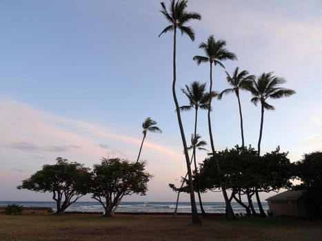 Coconut trees hang over stone path along cliff shore next to shallow ocean water waves of Waikiki looking into the pacific ocean at Leahi Beach Park on Oahu, Hawaii on a beautiful dusk evening. 