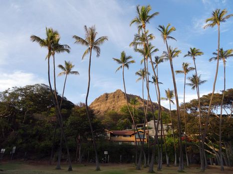 Tall Coconut trees at Leahi Beach Park with Nice homes and iconic Diamond Head Crater in the background on Oahu, Hawaii on a beautiful day. 
