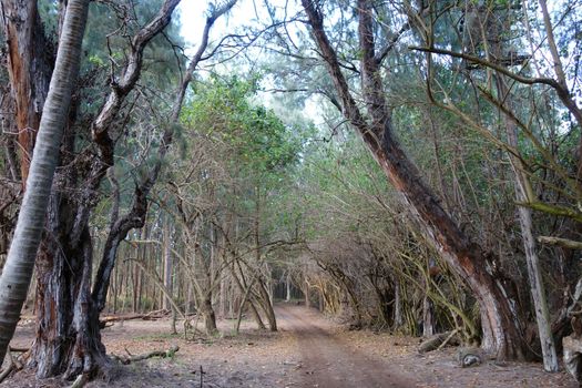 Dirt Road runs through line of forest of trees on the North Shore of Oahu, Hawaii.