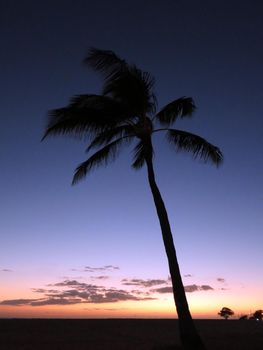 Evening Coconut Tree Scene Sunset on Oahu, Hawaii.