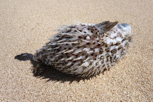 Hawaiian Spotted Pufferfish aka toad fish washed up on a beach on the North Shore of Oahu, Hawaii.