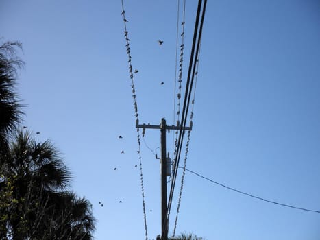 Many birds sit on wires on a background of the blue sky and palm trees in the air.