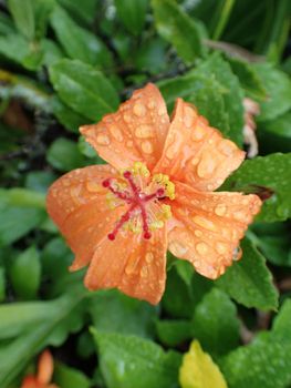 Rain drops on a red-orange blossoms of kokio ula (Hibiscus kokio subsp. saint johnianus) in bloom