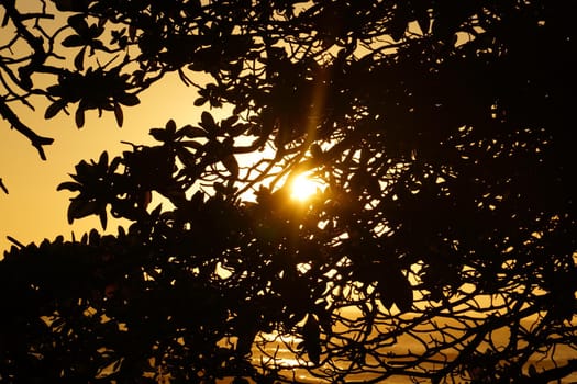 Sunset bursting through the leaves of a tree in the mountains of Oahu, Hawaii.