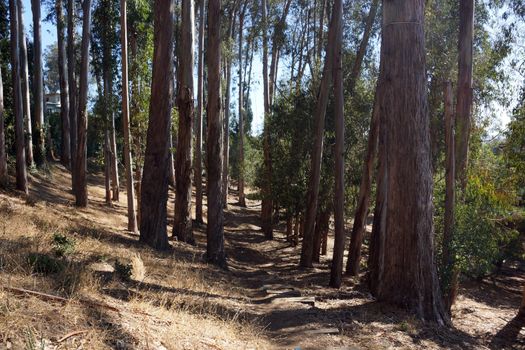 Dirt Path going down in dry Forest in Berkeley, California.