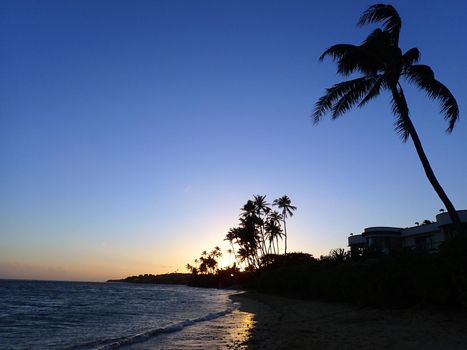 Sunset on Kahala Beach with Coconut Trees and napakaa plants line Beach with clear sky and light reflecting on the water on a beautiful day on Oahu, Hawaii.   