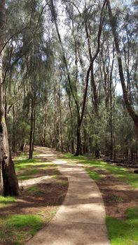 Concrete pathway in forest of ironwood trees in 
Palaau State Park on Molokai.