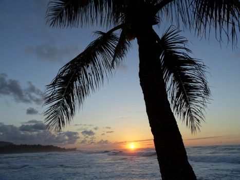 Sunset through the Coconut Tree over ocean with Waves rolling on the North Shore of Oahu.    