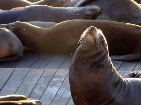 Large group of Sea Lions rest with one lifting head in air near Pier 39 in San Francisco, California.