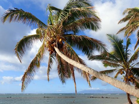 Coconut Tree hangs over Fish Pond with Gentle Waves break off shore and on Lanai visible in the distance in the state of Hawaii.