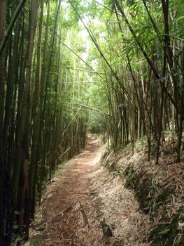 Light shines into Trail in Bamboo Forest on Oahu, Hawaii.