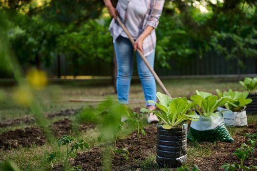 Focus on a pot with growing green lettuce leaves on a background of blurred woman agronomist farmer using garden tool, working in a vegetable garden, loosening and digging soil near planted seedlings