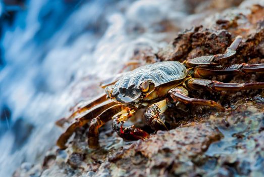 alive crab in the wild standing on the rocks in the sea. High quality photo