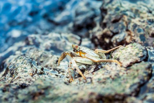 alive crab in the wild standing on the rocks in the sea. High quality photo