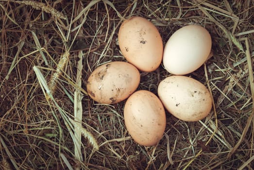 Organic fresh eggs on straw in rustic style