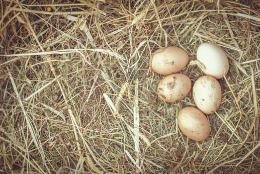 Organic fresh eggs on straw in rustic style