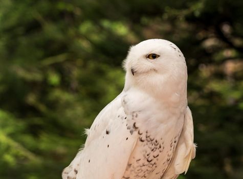 Close shot of head of a snowy owl against a backdrop of a green forest in summer in Alaska