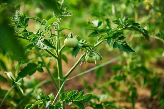 Still life. Close-up. Homegrown unripe green healthy tomatoes hanging on the branch in the organic ecologically friendly vegetables garden. Agriculture, horticulture, agribusiness, eco farming concept