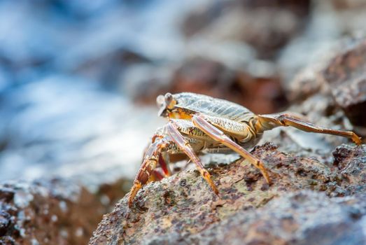 alive crab in the wild standing on the rocks in the sea. High quality photo
