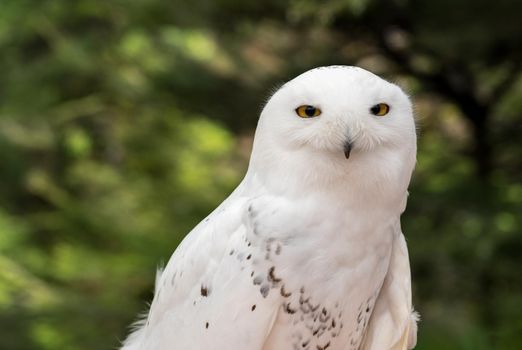 Close shot of head of a snowy owl against a backdrop of a green forest in summer in Alaska