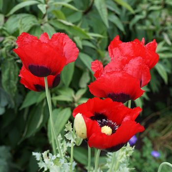 Vibrant red Papaver somniferum, Opium poppy or Breadseed poppy flowers. Many varieties do not produce a significant quantity of opium, but they have all edible seeds.
