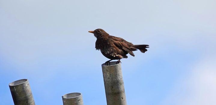 The young bird looks disheveled. Apparently grooming feathers is learned after flying