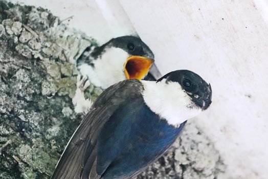 Common house martin (Delichon urbicum) bringing food to its youngsters. It hangs on its nest and looks at the photographer. The young has its beak wide open. The nests are constructed by both sexes with mud pellets collected in their beaks