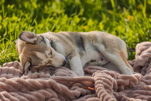 husky dog lies on a blanket