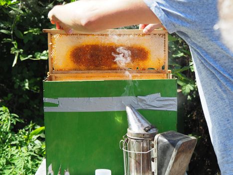 Beekeeper working with bees and beehives on the apiary. Beekeeping concept. Beekeeper harvesting honey Beekeeper on apiary.