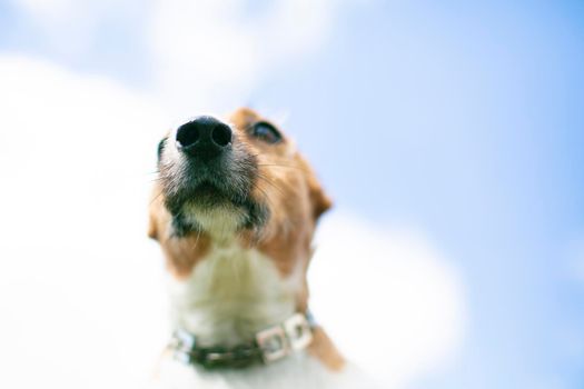 The nose of the dog breed dec rassl on a background of blue sky. Dog nose.