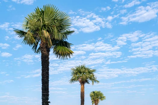 palm trees against a blue sky with clouds. High quality photo