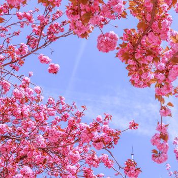 Beautiful sakura or cherry trees with pink flowers in spring against blue sky