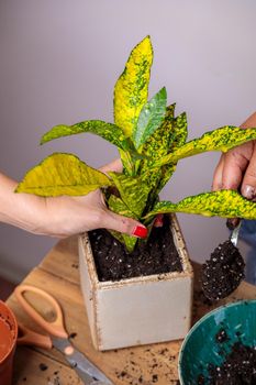 A woman puts soil into a new ceramic pot with a transplanted flower. Houseplant transplant concept.