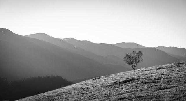 Silhouette Of Lonely Tree Growing On Grassy Hillside Against Backrground Of Coniferous Forests, Foggy Mountains And Clear Sky, Picturesque Landscape, Grayscale Image