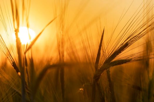 Harvesting grain crops in a field or meadow.Barley ears sway in the wind against the background of a sunny sunset with an orange sky.Nature,freedom.The sun's rays will shine through the stems of grain