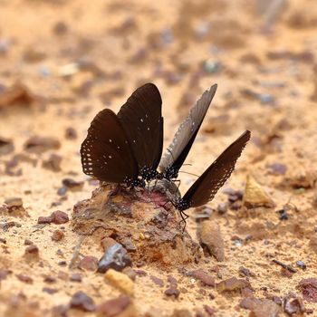 Common Indian Crow butterfly (Euploea core Lucus) on the ground