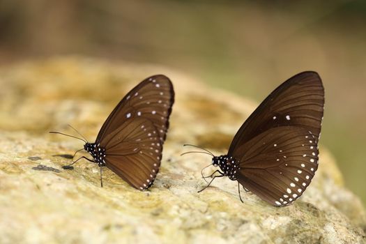 Common Indian Crow butterfly (Euploea core Lucus) on the stone