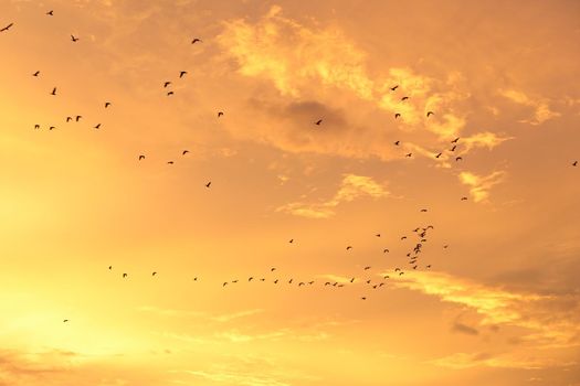 Silhouettes of flying birds with sunset sky and cloud background