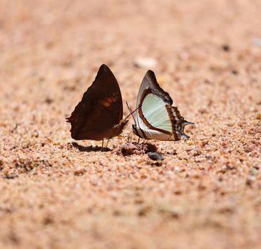The Indian Yellow Nawab butterfly (Polyura jalysus jalysus) with Common Yeoman butterfly (Cirrochroa tyche)