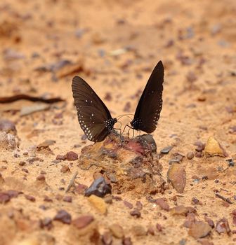 Common Indian Crow butterfly (Euploea core Lucus) on the ground