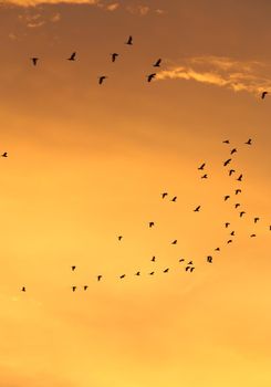 Silhouettes of flying birds with sunset sky and cloud background