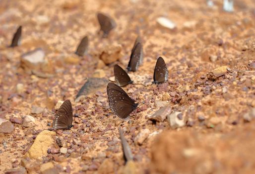 Common Indian Crow butterfly (Euploea core Lucus) on the ground