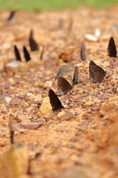 Common Indian Crow butterfly (Euploea core Lucus) on the ground