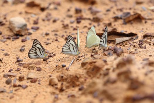 the Striped Albatross butterfly on the ground