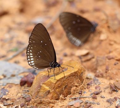 Common Indian Crow butterfly (Euploea core Lucus) on the ground